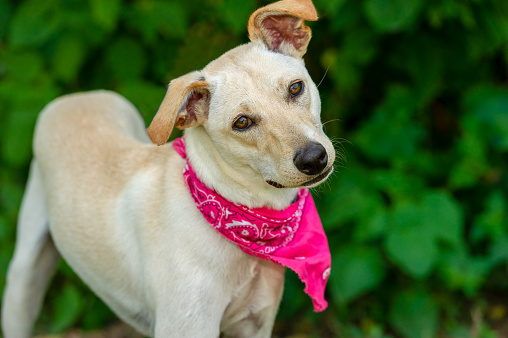 A Beautiful White Dog Is Outdoors In A Nature Setting Wearing A Colorful Pink Bandana