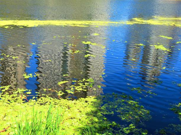 istock Pollen in a lake are forming nice patterns for a background. 1324787296
