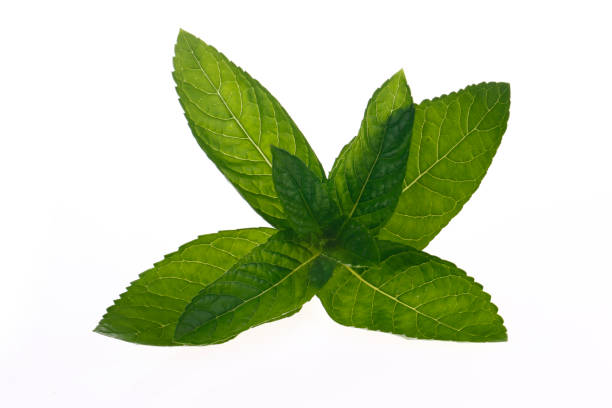 istock Fresh mint leaves, green plants 1324788757