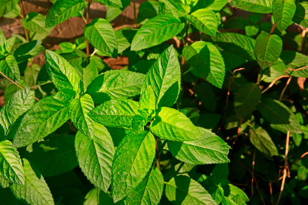 istock Fresh mint leaves, green plants 1324788940