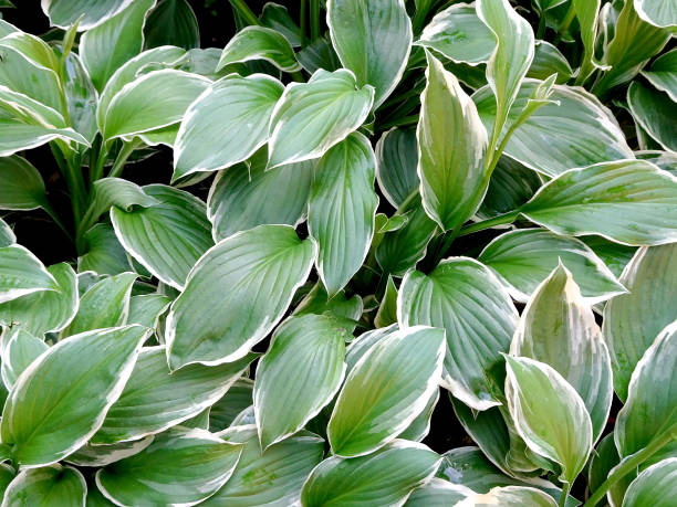 istock abstract decorative floral background of hosta leaves 1324790037