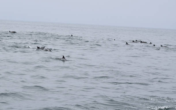 istock Mammals at Sea 1324791779