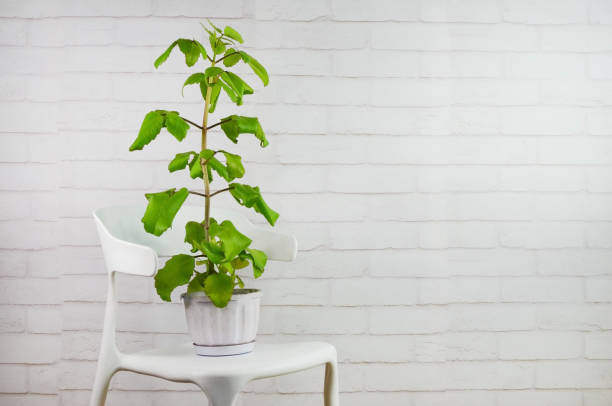 istock kalanchoe plant 1324792555