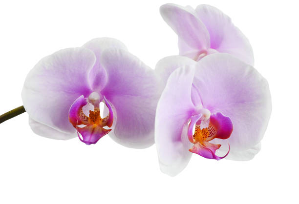 istock orchid petal flower isolated 1324792559