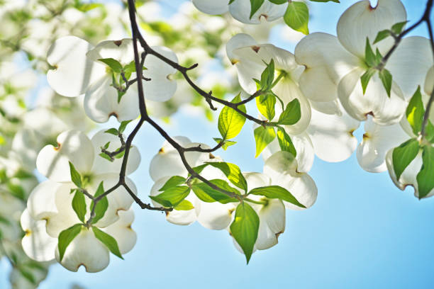 Benthamidia florida Benthamidia florida
flowering dogwood dogwood trees stock pictures, royalty-free photos & images