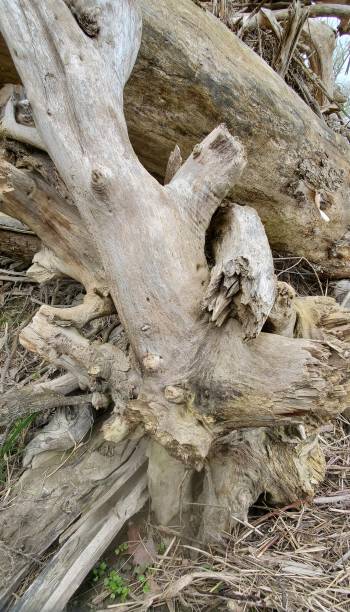 istock Driftwood on the side of a river 1324798632