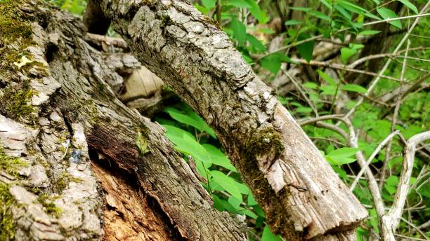 istock Forest photos of fallen trees 1324798746
