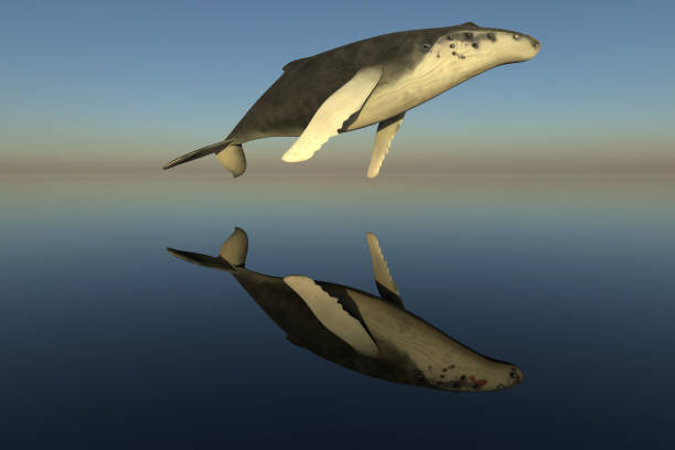 Humpback whale jump over the ocean Humpback whale jump over the ocean with reflection on the sea. 3D rendering image whale jumping stock pictures, royalty-free photos & images