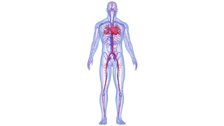 351,937 Human Anatomy Stock Videos and Royalty-Free Footage - iStock | Human anatomy illustration, Human anatomy diagram, Human anatomy 3d 351,937 Human Anatomy Stock Videos and Royalty-Free Footage - iStock | Human anatomy illustration, Human anatomy diagram, Human anatomy 3d