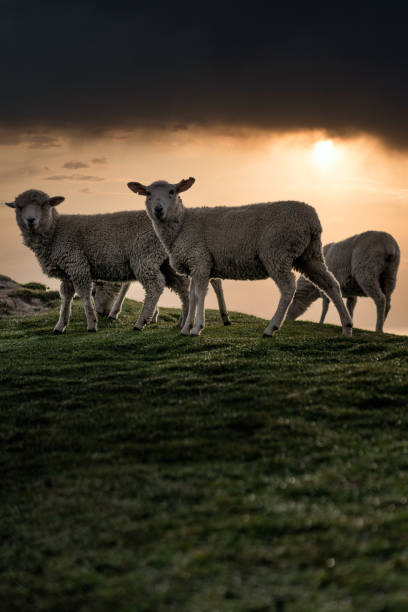istock Three sheep looking curious at the camera on hillside at misty sunset. Vertical photography 1324800182