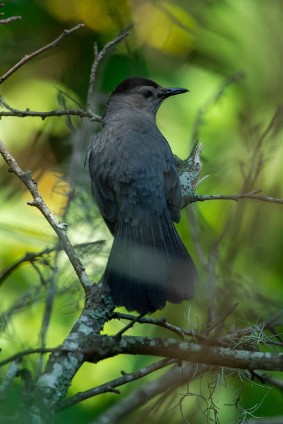 istock Gray Catbird Singing and Eating 1324800271
