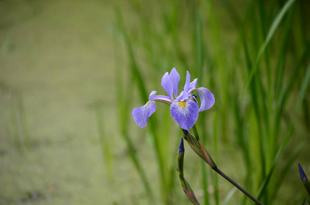 Single blue iris flower against a blurred pond covered with algae background