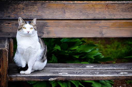 White and grey cat sits on a brown wooden garden bench