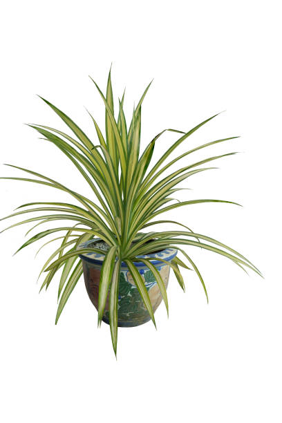 istock Green tree  and flowers in pots decoration isolated. on white background. 1324801964