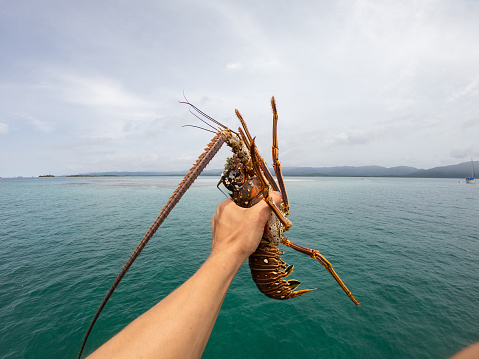 Fisherman's hand Holding Spiny Lobsters on the sea background. Seafood concept.