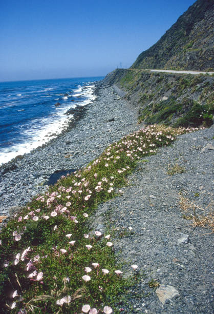 istock California Coast -  Highway, Surf & Flowers - 2001 1324805277