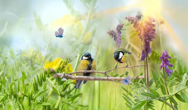 Photo of Chickadee birds on a branch among wildflowers. Abstract artistic blurred pastel background. Beautiful spring green background