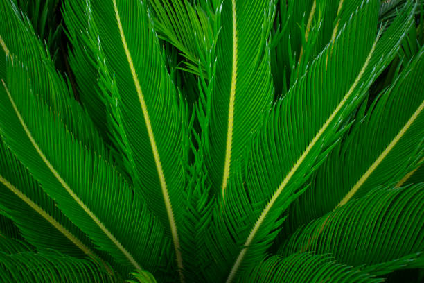 istock Dark green tropical leaves with yellow veins. 1324807328