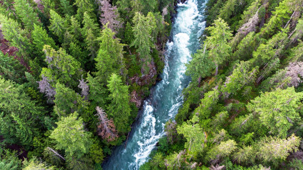 istock Aerial view of a pristine forest 1324807355