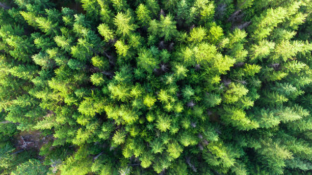 istock Aerial view of a pristine forest 1324807359