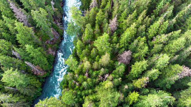 istock Aerial view of a pristine forest 1324807363