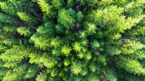 istock Aerial view of a pristine forest 1324807365