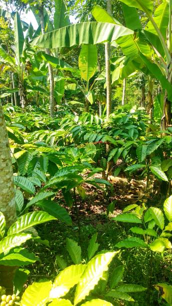istock coffee plant in the mountains 1324812328