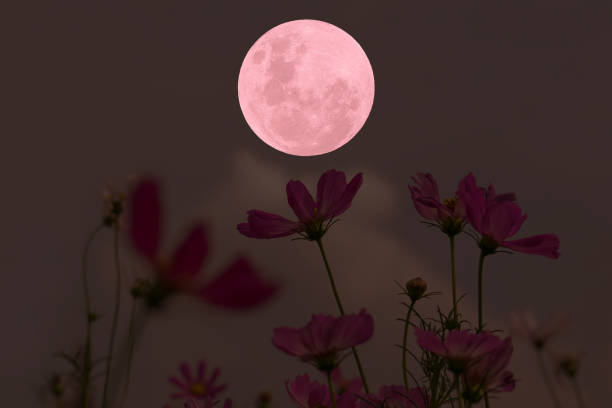istock Full moon with cosmos flowers silhouette in the night. 1324813417