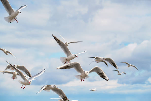 istock Flock of seagulls in the sky 1324815410