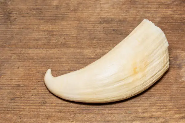 Sperm Whale tooth isolated on natural woodgrain background, ivory souvenirs commonly puchased by tourist from Cheyne Beach Whaling Station before its close in 1978. Albany Western Australia.