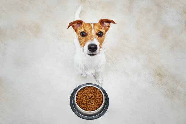dog looking at camera near bowl with feed - food dry pets dog imagens e fotografias de stock