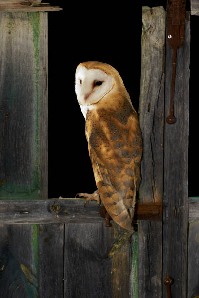 istock Barn Owl (Tyto alba) perched at night on an old wooden window. Cadiz 1324820576