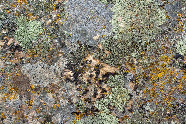 istock Background texture of old lichen and moss on stones. Horizontal image. 1324821608