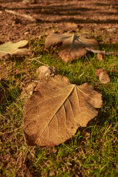 Fallen tree leaves in autumn time on a grass meadow in Malaga. Andalusia, Spain