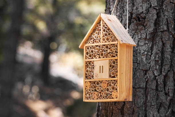 caja de madera que sirve de casa y hohar para insectos en el campo en un bosque mediterráneo de málaga. españa - birdhouse house bird house rental fotografías e imágenes de stock