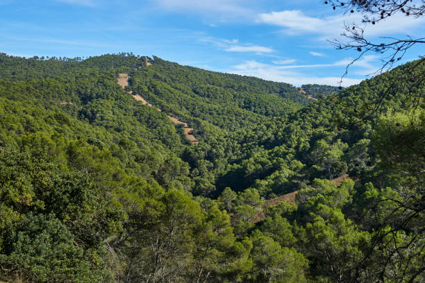 forêt de pins dans le parc naturel des montagnes de malaga. espagne - nobody tranquil scene nature park photos et images de collection