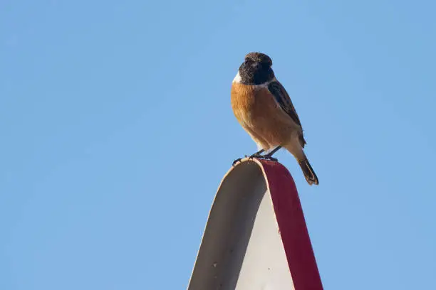 Photo of male of European stone stone (Saxicola rubicola) perched on a traffic sign in Malaga. Spain