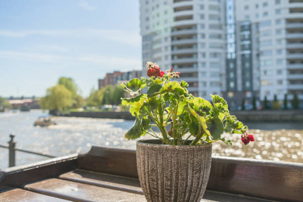 istock potted geranium in bloom with blurred Pregolya and Kaliningrad cityscape view 1324823728