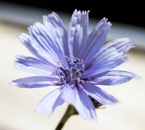 istock blue daisy, blue dandelion, blue sailors, blue weed, bunk, coffeeweed, cornflower, hendibeh, horseweed, ragged sailors, succory, wild bachelor's buttons, and wild endive 1324823745