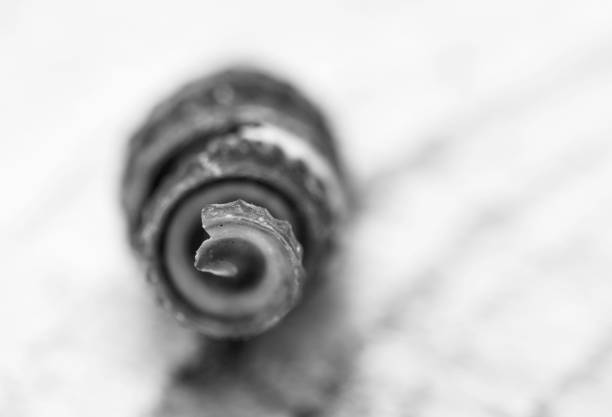 Broken seashell, exposed spiral internal structure, art in nature. Golden ratio.. black and white. b&w