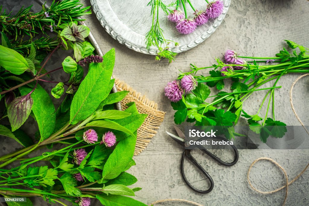 Fresh herbs with garden scissors on kitchen table Chive Stock Photo