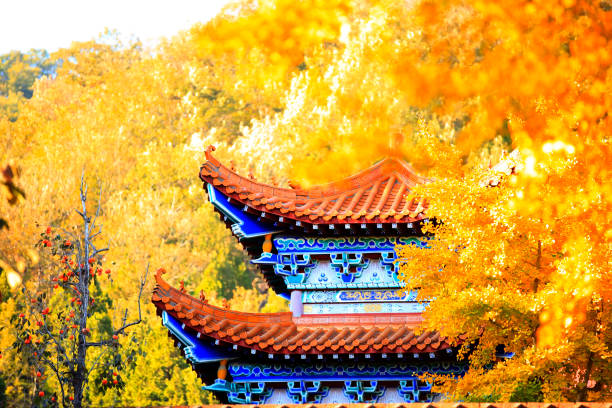 istock Ancient Chinese architecture and ginkgo trees in autumn 1324828163