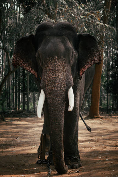 istock An elephant standing on the ground with green background 1324828548
