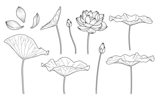 ilustrações de stock, clip art, desenhos animados e ícones de illustration of lotus flower and leaves drawn with simple lines - water lily illustrations