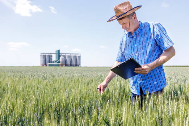 istock Serious mature farmer looking at wheat crops and holding notepad 1324829253