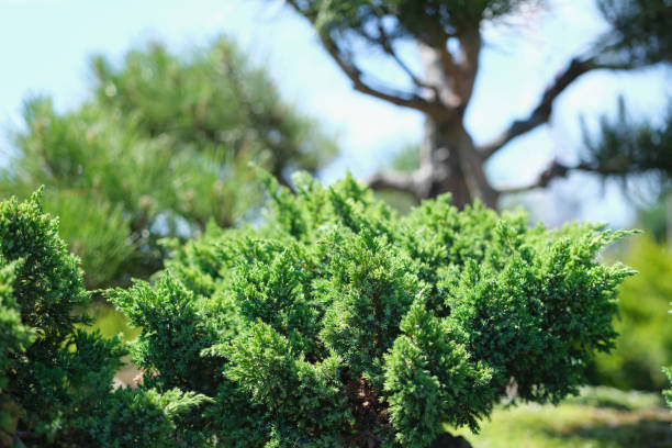 Needled evergreen bushes grow in garden closeup Needled evergreen bushes grow in garden. Ornamental plants for park areas concept quickset stock pictures, royalty-free photos & images