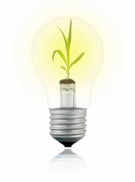 istock Glowing Isolated transparent tungsten light bulb with sprout inside on white background with reflection. Green energy concept. 1324829313
