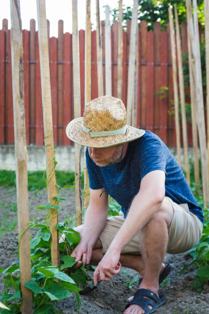 istock Young man working in vegetable garden 1324829628