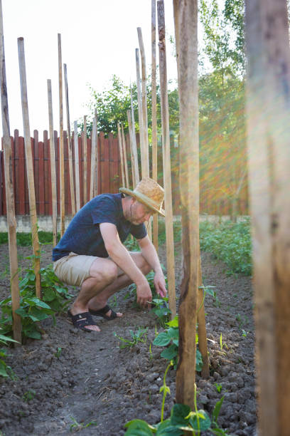 istock Young man working in vegetable garden 1324829638
