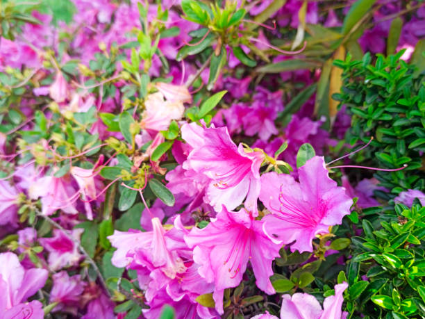 istock rhododendron flower blooms on a bush in spring 1324830372